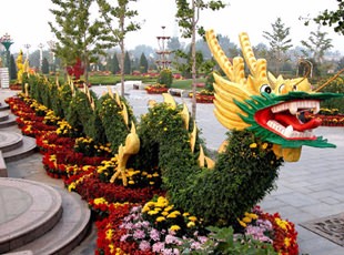 開封前方園藝——菊花造型現(xiàn)貨供應(yīng)